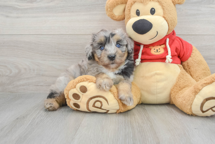 Mini Aussiedoodle Pup Being Cute