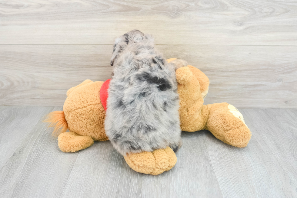 Adorable Aussiepoo Poodle Mix Puppy