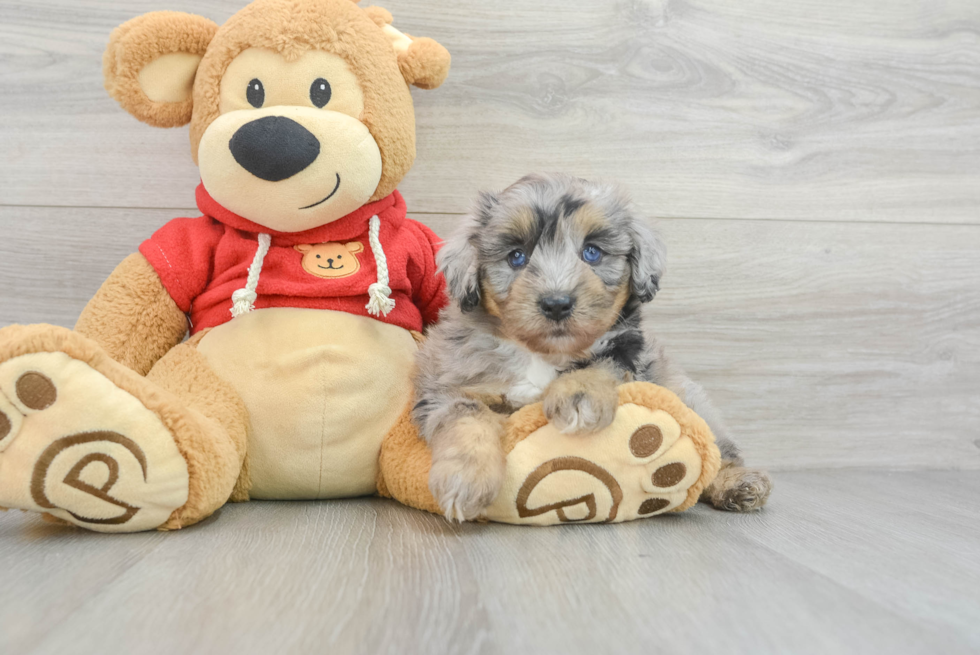 Best Mini Aussiedoodle Baby