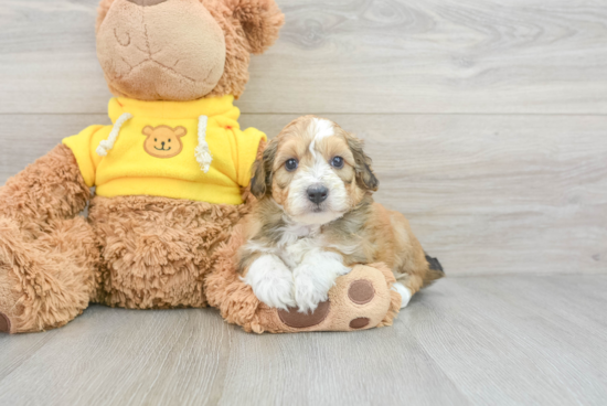 Little Aussiepoo Poodle Mix Puppy