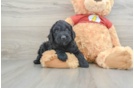 Fluffy Mini Aussiedoodle Poodle Mix Pup