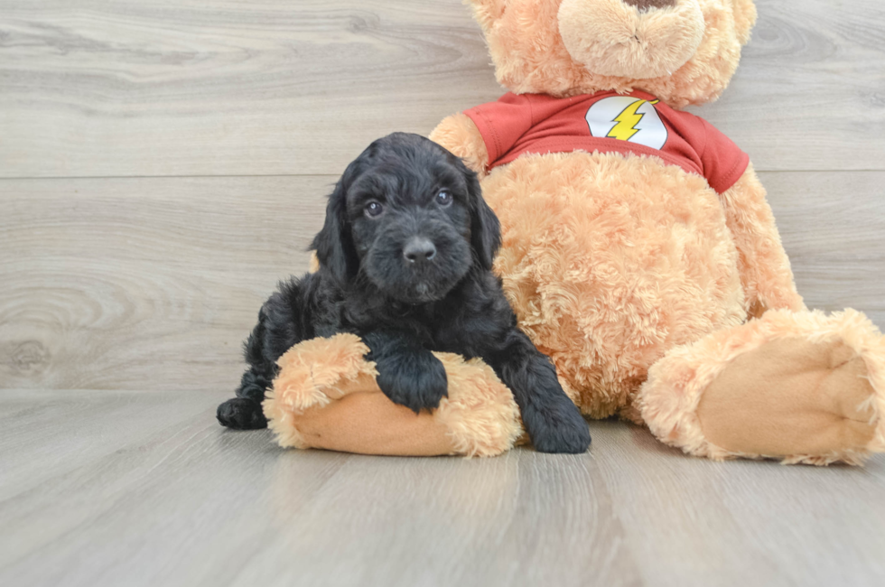 7 week old Mini Aussiedoodle Puppy For Sale - Premier Pups