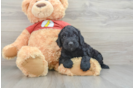 Mini Aussiedoodle Puppy for Adoption