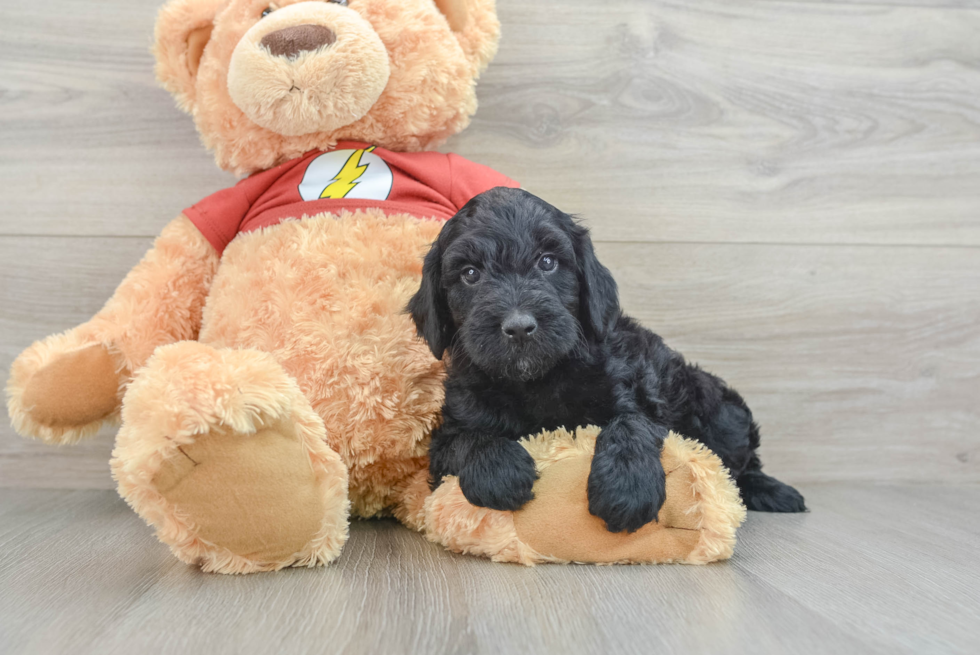 Mini Aussiedoodle Puppy for Adoption