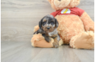 Mini Aussiedoodle Pup Being Cute