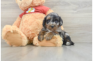 Mini Aussiedoodle Puppy for Adoption