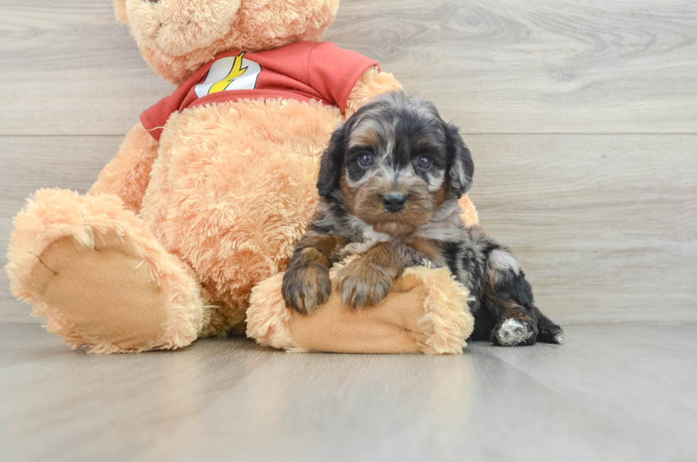 5 week old Mini Aussiedoodle Puppy For Sale - Premier Pups