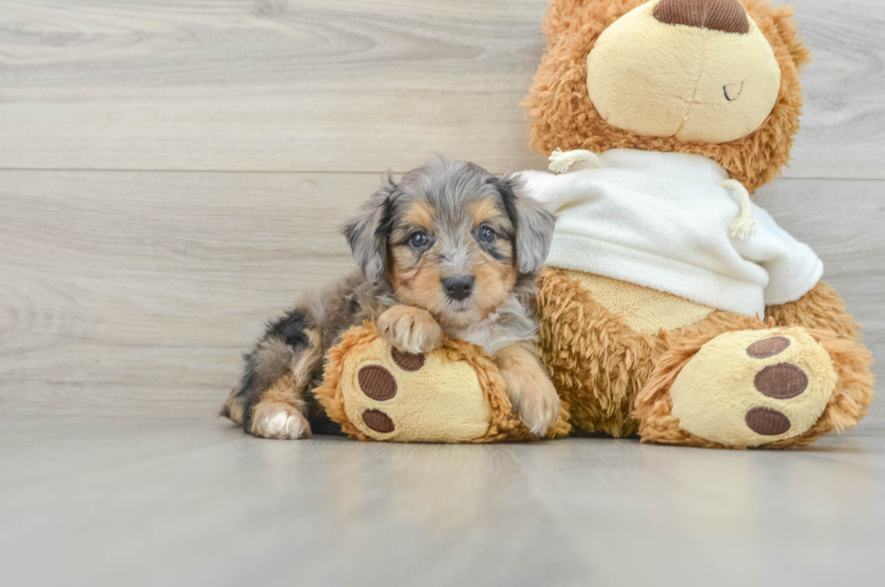 5 week old Mini Aussiedoodle Puppy For Sale - Premier Pups