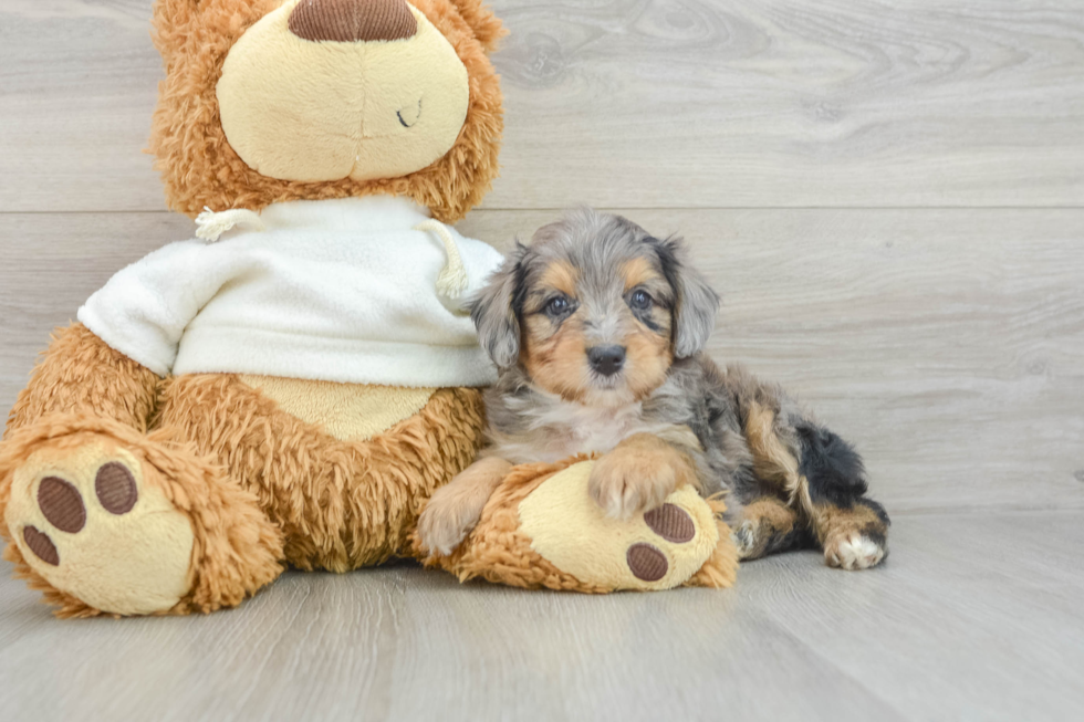 Cute Mini Aussiedoodle Baby