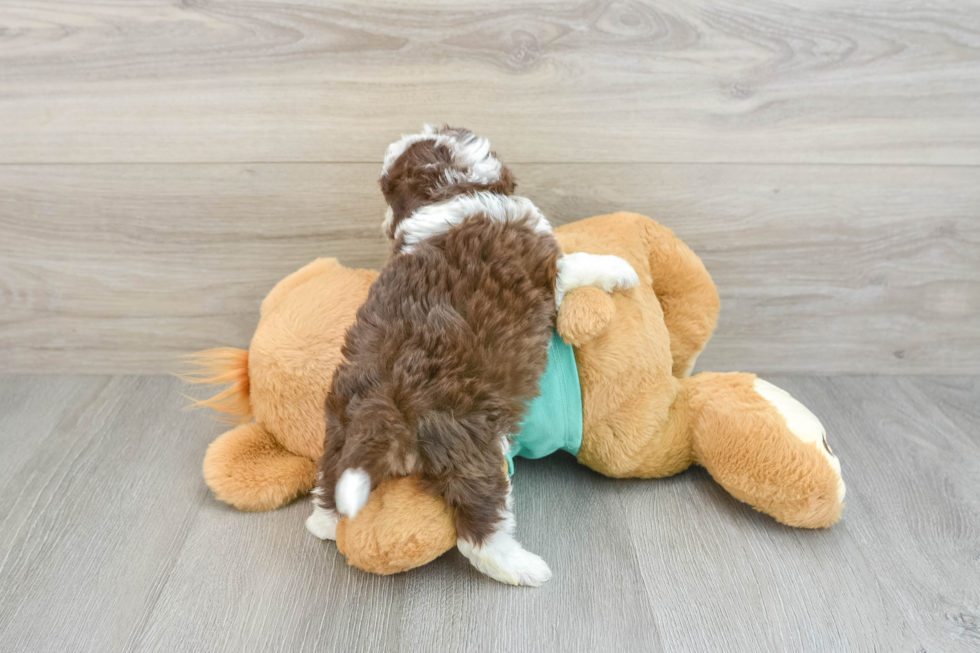 Playful Mini Aussiepoodle Poodle Mix Puppy