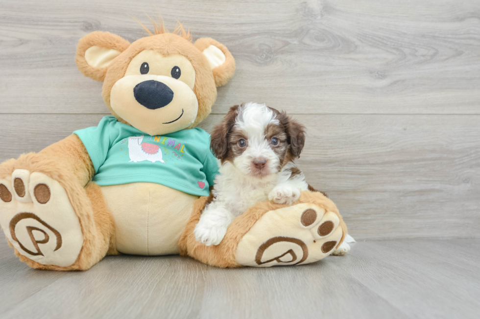 7 week old Mini Aussiedoodle Puppy For Sale - Premier Pups