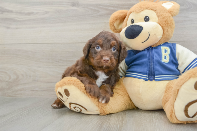 Meet Hurricane - our Mini Aussiedoodle Puppy Photo 1/3 - Premier Pups