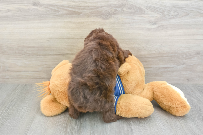 Meet Hurricane - our Mini Aussiedoodle Puppy Photo 2/3 - Premier Pups