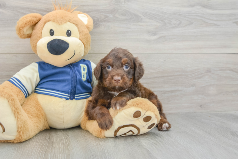 Meet Hurricane - our Mini Aussiedoodle Puppy Photo 3/3 - Premier Pups