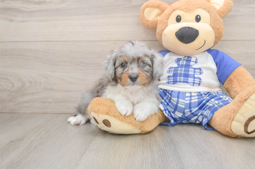 6 week old Mini Aussiedoodle Puppy For Sale - Premier Pups