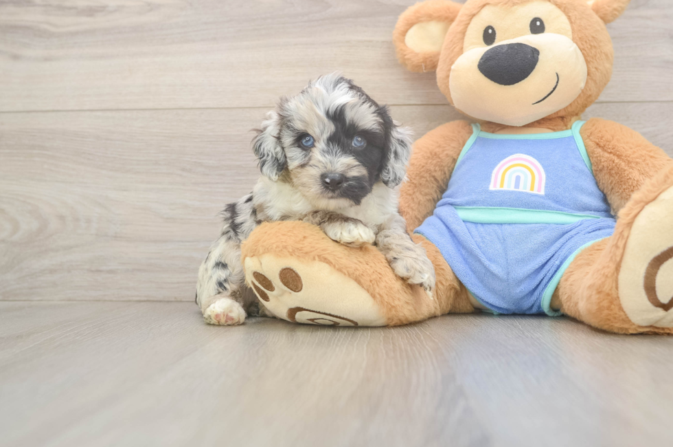 5 week old Mini Aussiedoodle Puppy For Sale - Premier Pups