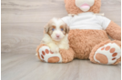 Mini Aussiedoodle Puppy for Adoption