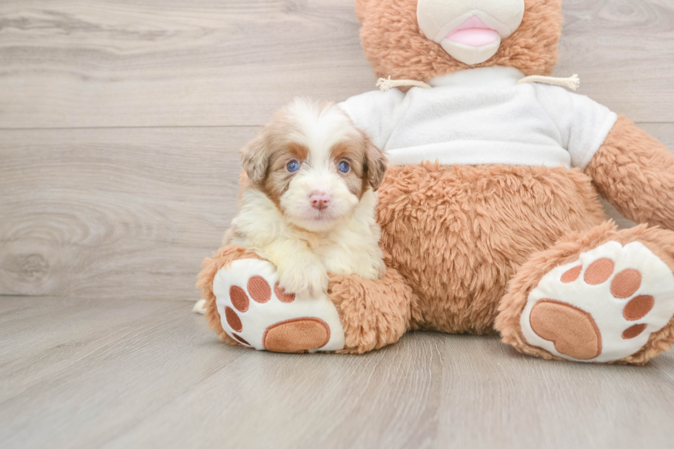 Mini Aussiedoodle Puppy for Adoption