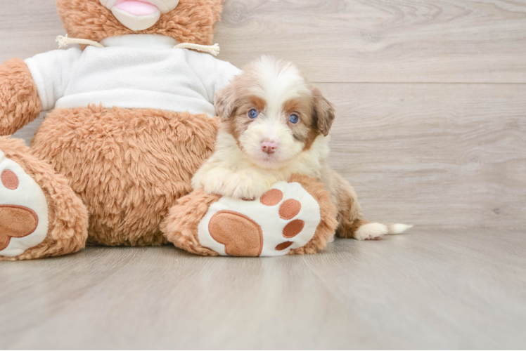 Funny Mini Aussiedoodle Poodle Mix Pup