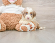 8 week old Mini Aussiedoodle Puppy For Sale - Premier Pups