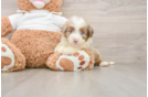 Funny Mini Aussiedoodle Poodle Mix Pup