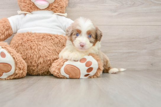 Funny Mini Aussiedoodle Poodle Mix Pup