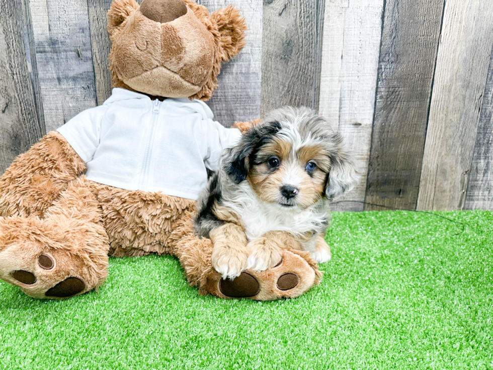 Energetic Aussiepoo Poodle Mix Puppy