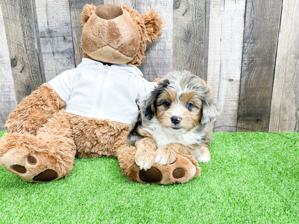 Smart Mini Aussiedoodle Poodle Mix Pup