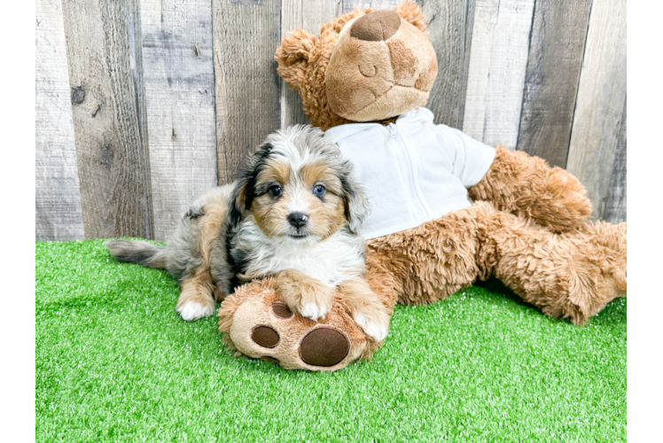 Mini Aussiedoodle Pup Being Cute