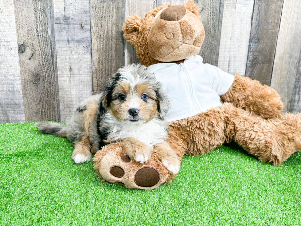 Mini Aussiedoodle Pup Being Cute