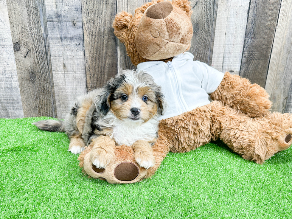 Mini Aussiedoodle Puppy for Adoption