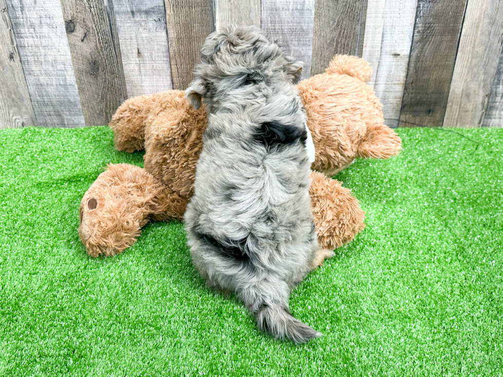 Best Mini Aussiedoodle Baby