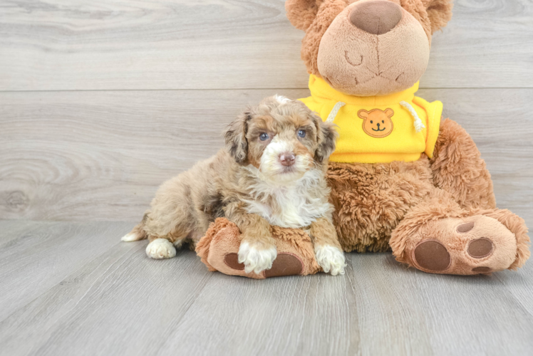 Happy Mini Aussiedoodle Baby