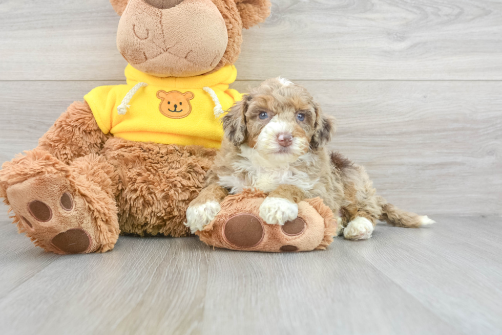 Mini Aussiedoodle Puppy for Adoption