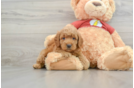 Mini Aussiedoodle Puppy for Adoption