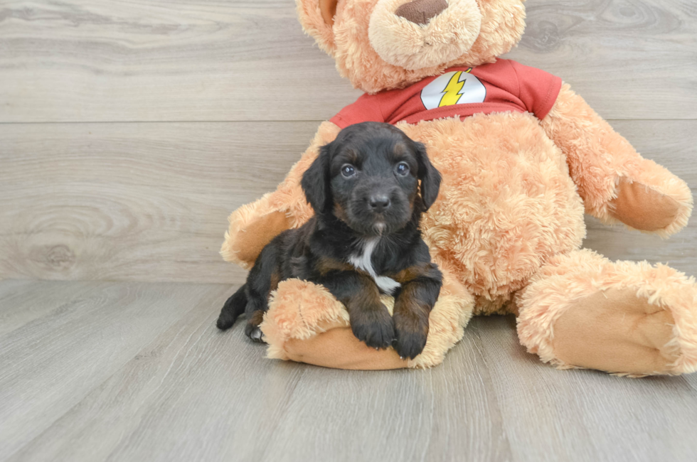 5 week old Mini Aussiedoodle Puppy For Sale - Premier Pups