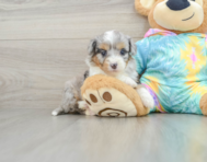 7 week old Mini Aussiedoodle Puppy For Sale - Premier Pups