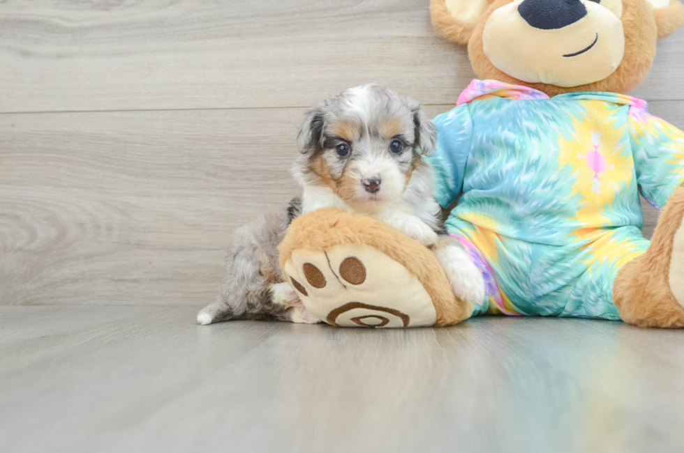 5 week old Mini Aussiedoodle Puppy For Sale - Premier Pups