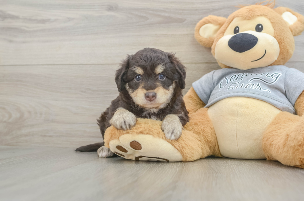 4 week old Mini Aussiedoodle Puppy For Sale - Premier Pups