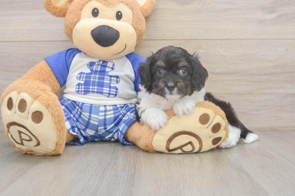 6 week old Mini Aussiedoodle Puppy For Sale - Premier Pups