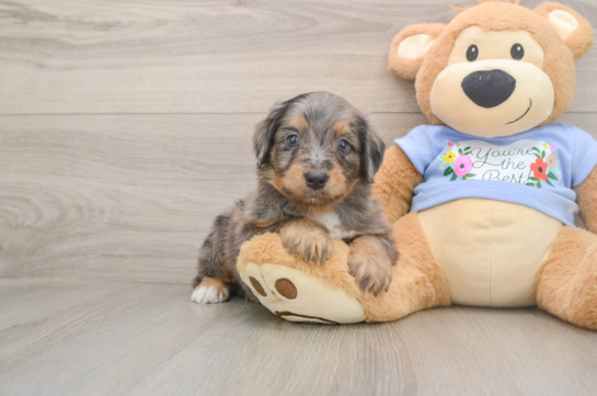 Mini Aussiedoodle Pup Being Cute