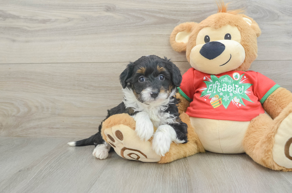 6 week old Mini Aussiedoodle Puppy For Sale - Premier Pups