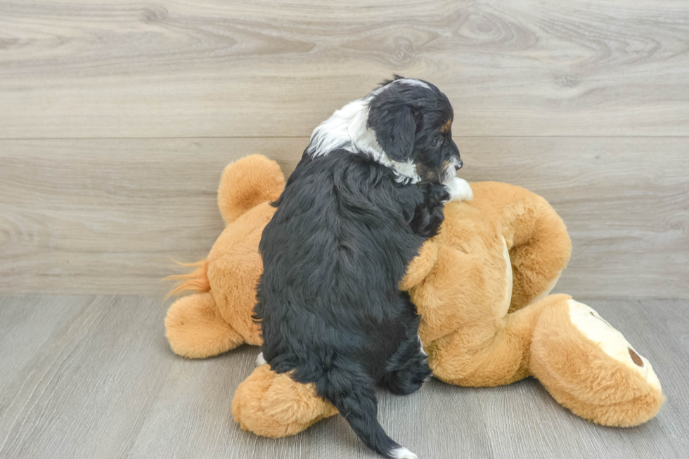 Mini Aussiedoodle Pup Being Cute