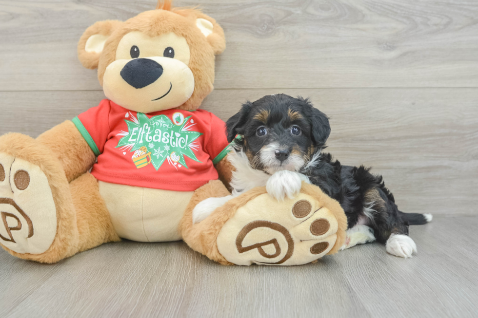 Mini Aussiedoodle Puppy for Adoption