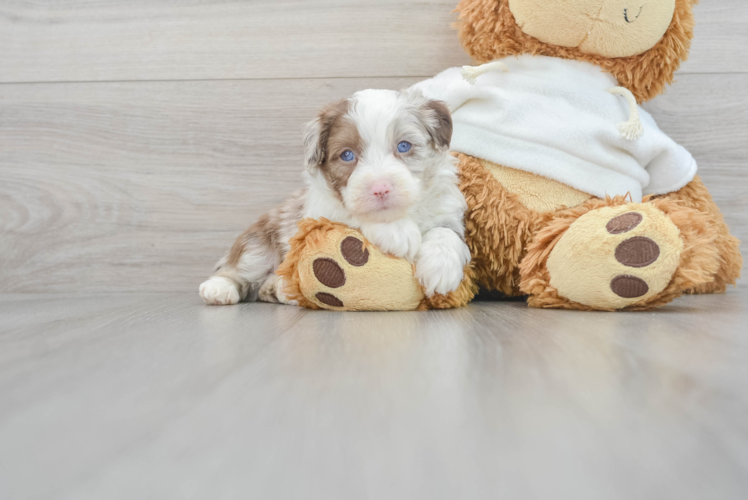 Mini Aussiedoodle Pup Being Cute