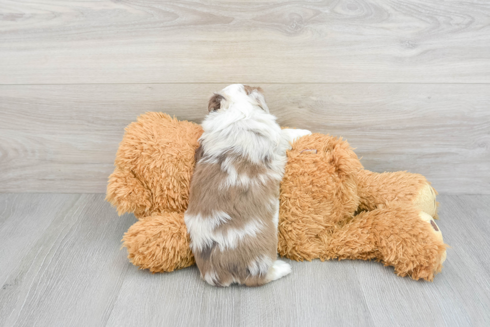 Mini Aussiedoodle Puppy for Adoption