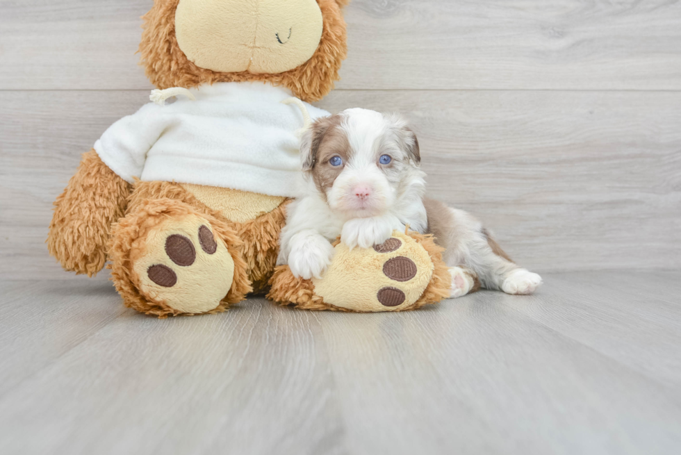 Cute Mini Aussiedoodle Baby