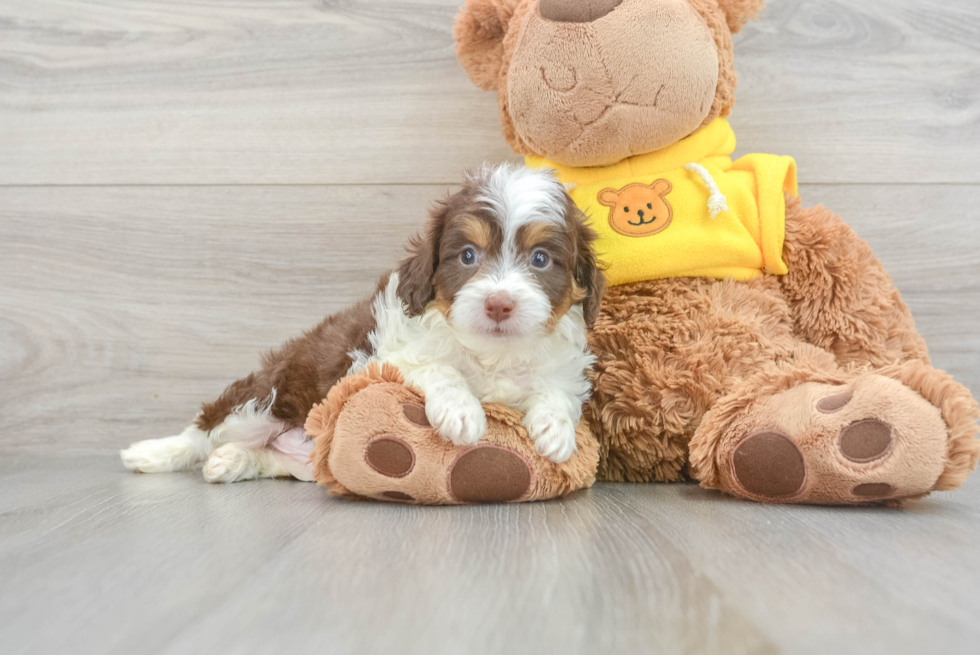 Best Mini Aussiedoodle Baby