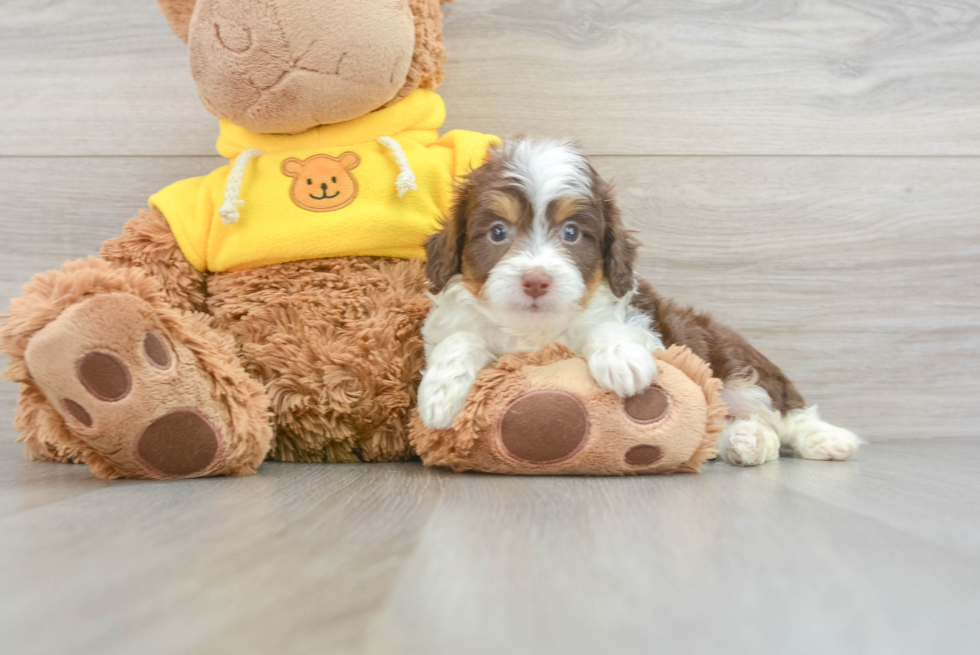 Mini Aussiedoodle Puppy for Adoption