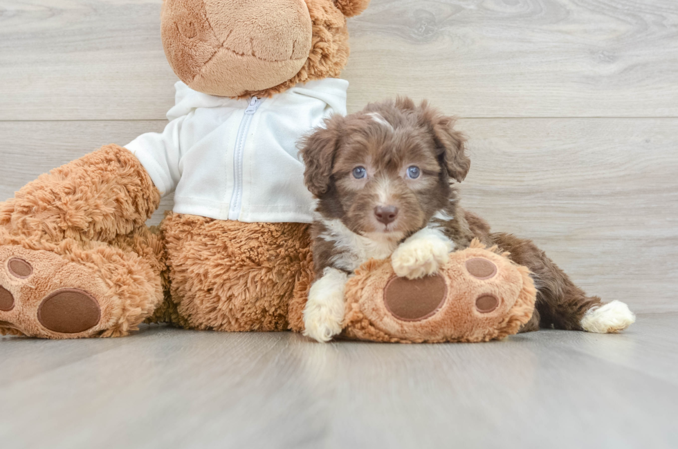 5 week old Mini Aussiedoodle Puppy For Sale - Premier Pups
